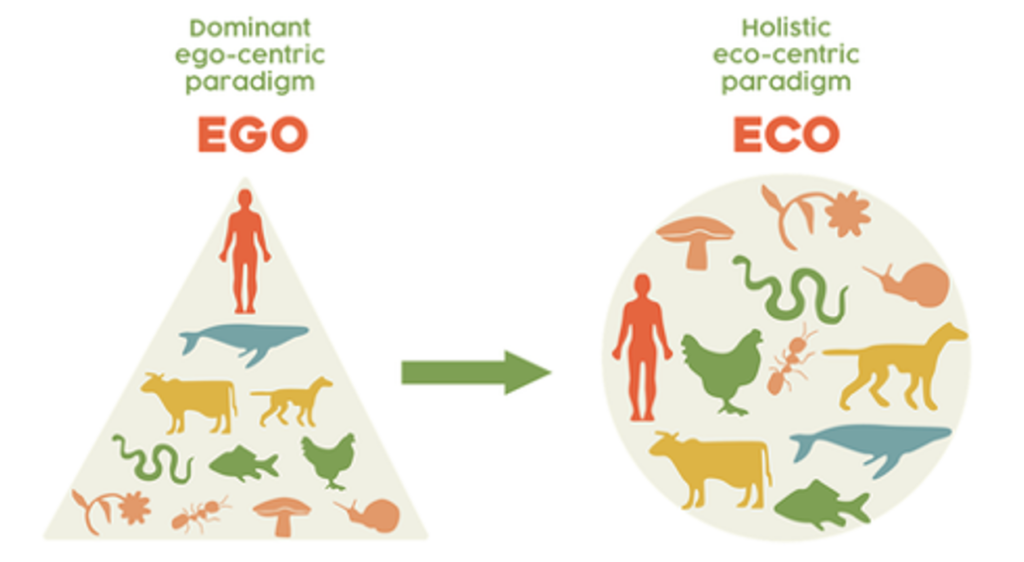 Robinson, J. M., Gellie, N., MacCarthy, D., Mills, J. G., O'Donnell, K., & Redvers, N. (2021). Traditional ecological knowledge in restoration ecology: a call to listen deeply, to engage with, and respect Indigenous voices. Restoration Ecology, 29(4), e13381.